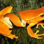 orange-peel-frog-copy
