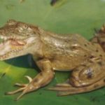 gator-frog-copy-300x173